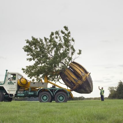 Ruskins Tree Transplanting