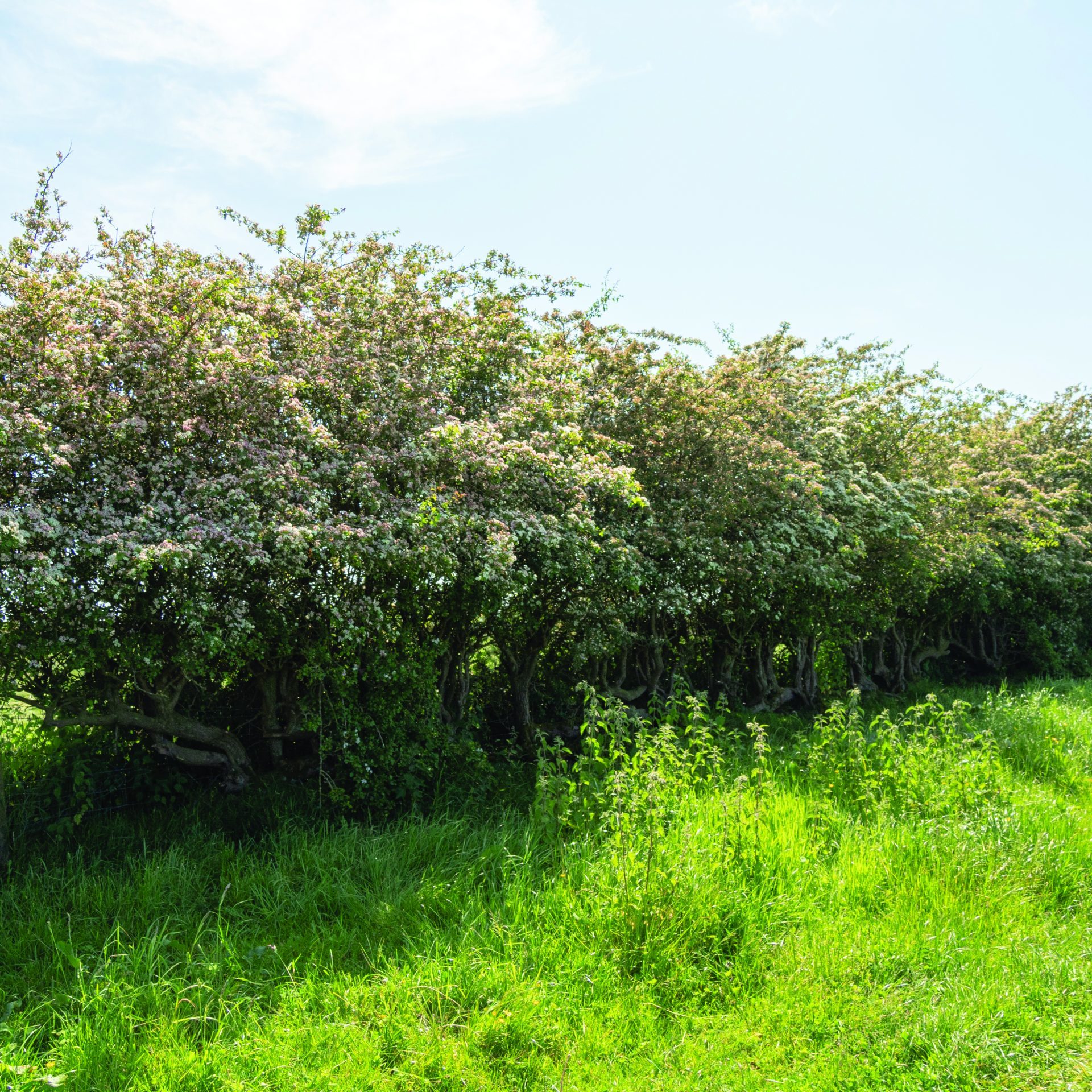 Ruskins Hedge Transplanting
